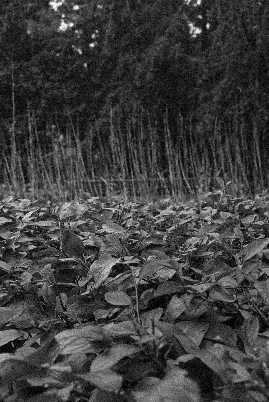 DSC04347