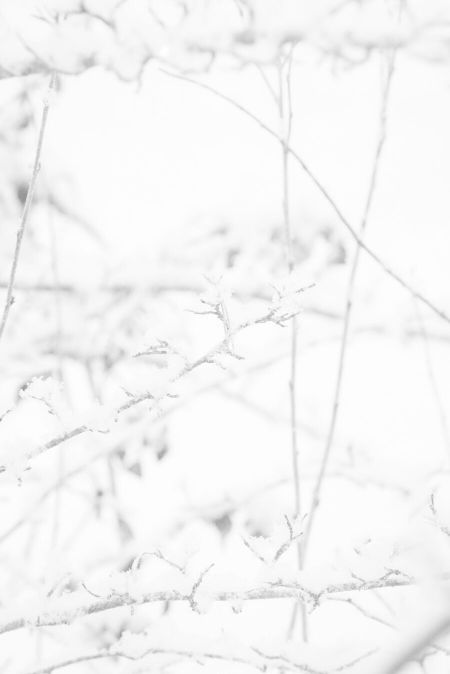 DSC07017-2