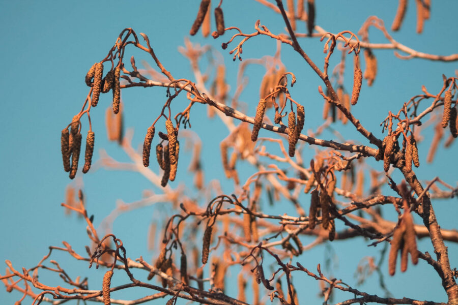 IMG_7464-3