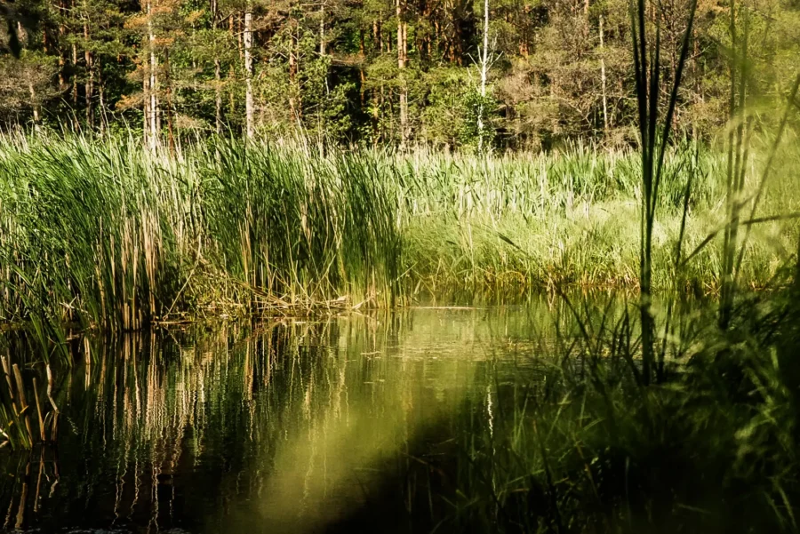 Metsatiik suvel